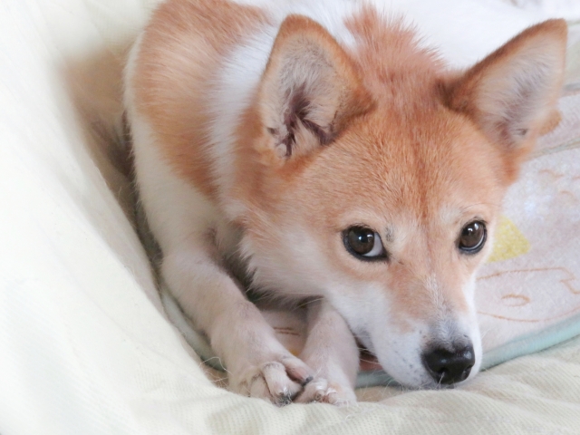 ＼朝はゆっくり10：00はじまり×幅広い世代の男女活躍中／未経験OK！お給料は全額日払いもOK！のイメージ